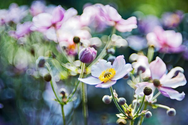 Anemonenblüten im Fokus des Makrolichts