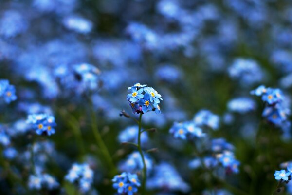 Blaue Blumen verschwommener Hintergrund