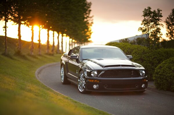 Mustang parmi les arbres au coucher du soleil