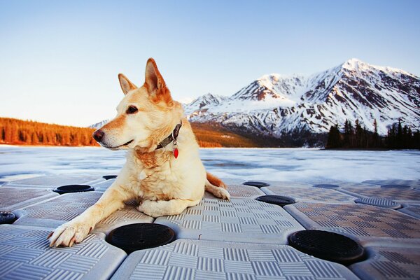 Bellissimo paesaggio di montagna con un bel cane