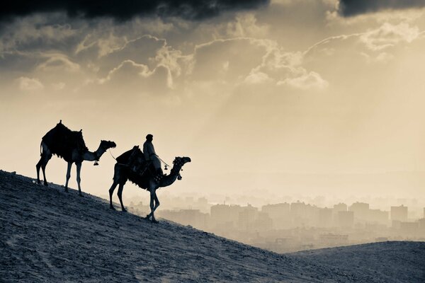 Silhouettes of people on camels in the desert