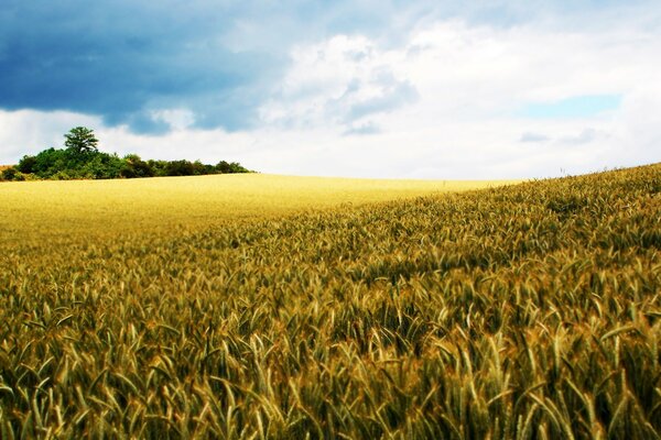 Roggenfeld unter blauem Himmel