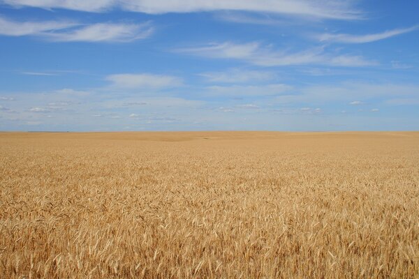 Un campo de centeno dorado que pasa al cielo