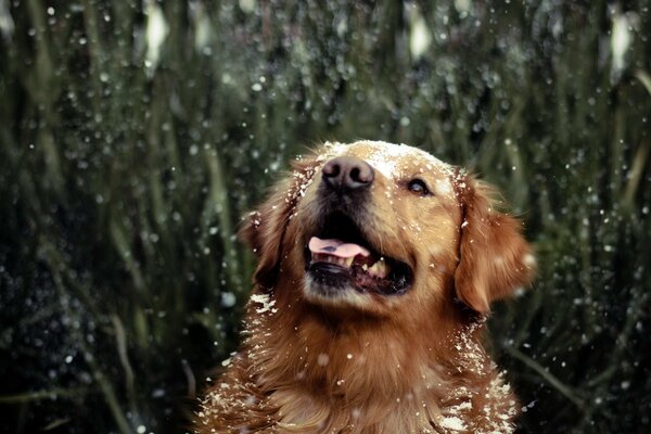 Retriever enjoys raindrops