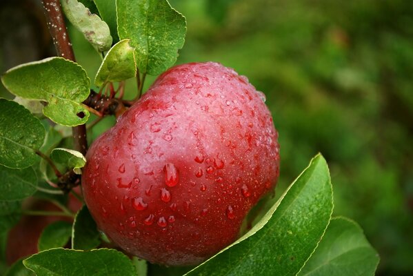 Foto de una manzana en fetka después de la lluvia