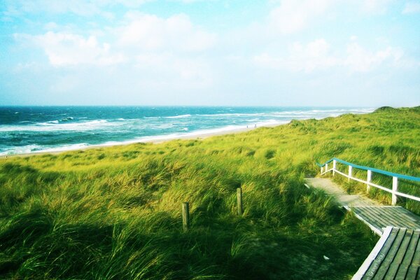 The sea at the grassy shore