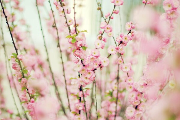 Fleurs roses douces sur fond blanc