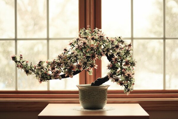 Schöner Baum am Fenster auf dem Tisch