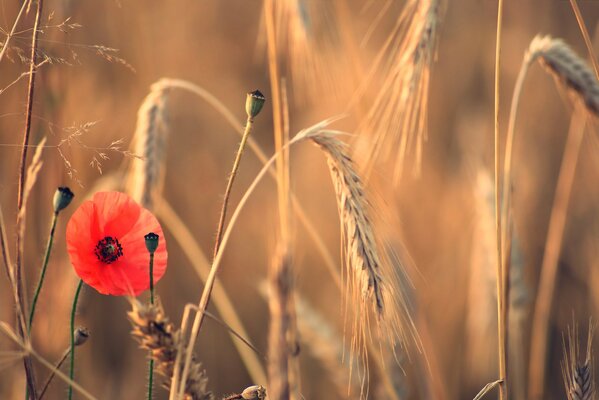 Poppy flowers in summer ears