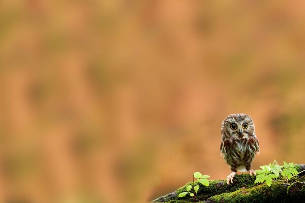 Le hibou est assis sur une branche couverte de mousse