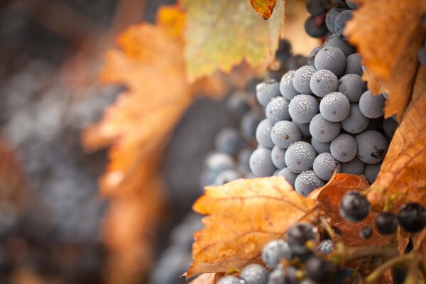 Uvas de otoño cubiertas de escarcha