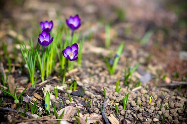 Purple shoots in spring close-up