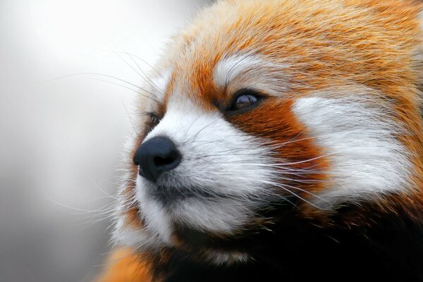 Red fluffy panda looks into the distance