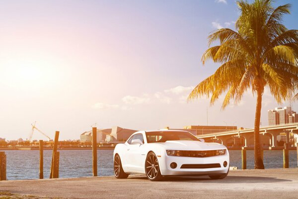 A white chevrolet Camaro stands on the embankment by the palm tree