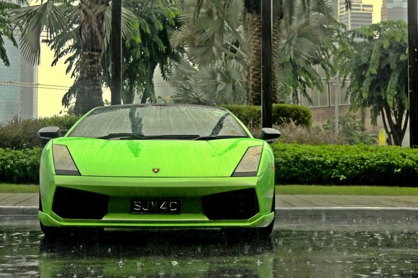 Lamborghini Gallardo Green Car, sullo sfondo di cui le palme verdi