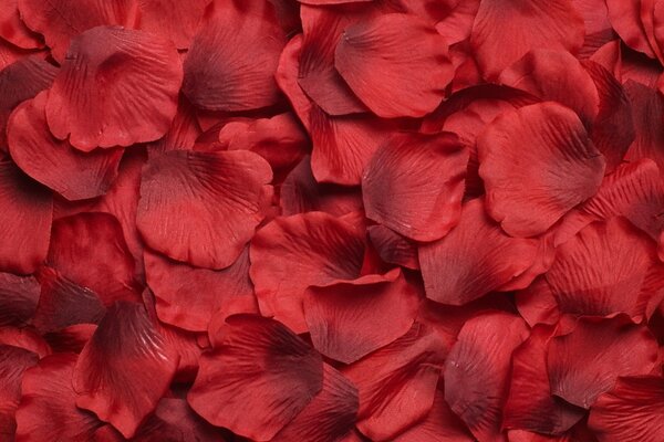 Viele rote Blütenblätter