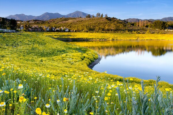 Lago de verano rodeado de hierba y flores