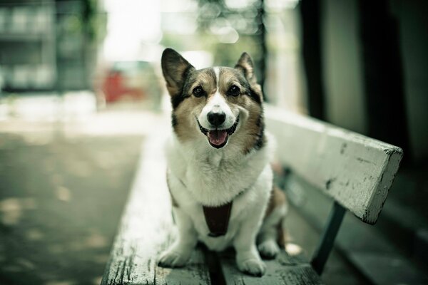 Sur le banc d un chien avec un regard triste