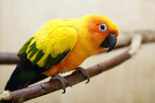 A colorful parrot is sitting on a branch