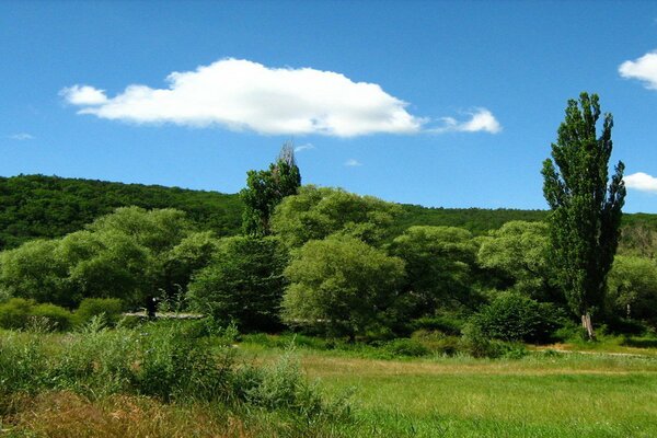 Blue sky over the forest