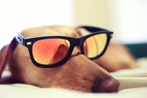 El perro duerme con gafas de sol