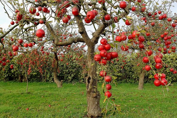 Осенние яблоки с красными яблоками