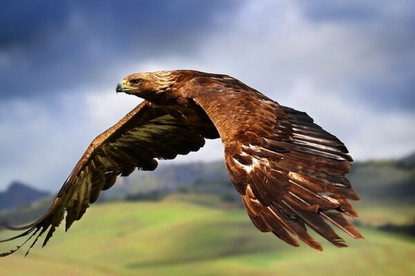 The flap of the wings of a feathered predator