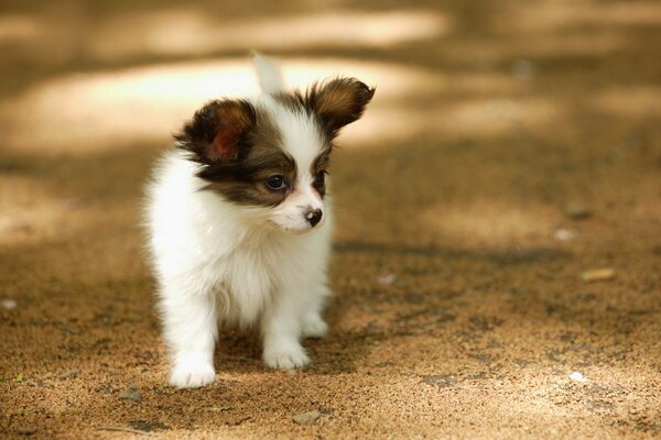 A little puppy on a summer walk