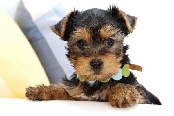 Chiot dans un beau collier veut jouer