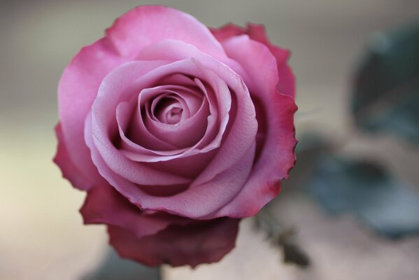 Photographie macro d une rose rose