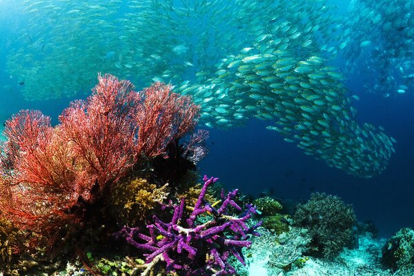 Fantastic beauty of the underwater world