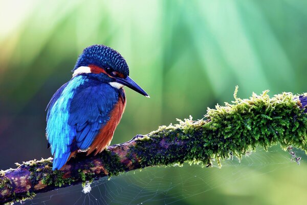 Ein farbiger Vogel sitzt auf einem Ast auf einem grünen Hintergrund