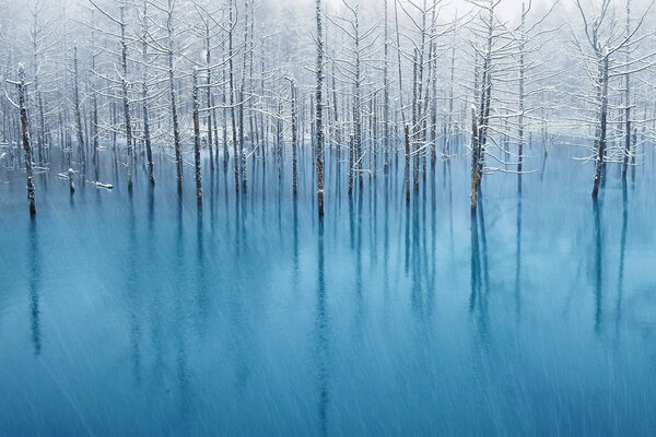 Arbres de plus en plus de l eau bleue