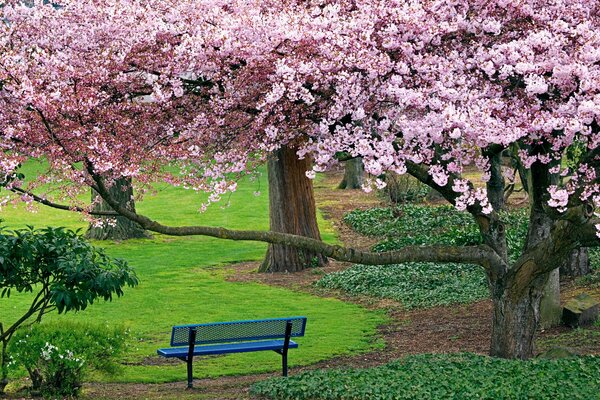 Kwitnąca wiśnia w parku