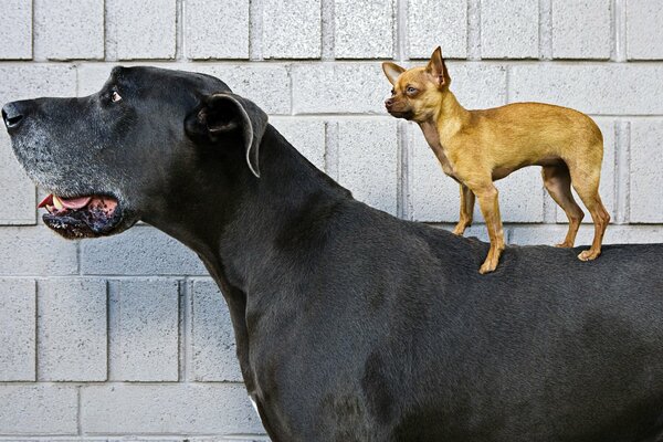 Kleiner Hund sitzt auf einer großen Dogge