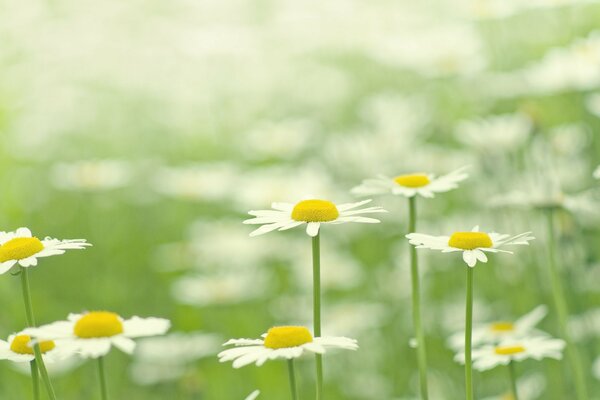 Clairière de marguerites blanches sur fond