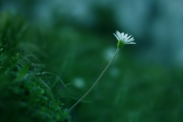 Weiße Blume Makro auf verschwommenem Hintergrund