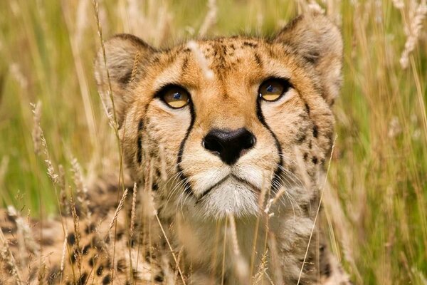 Muso di un grande ghepardo, un gatto predatore