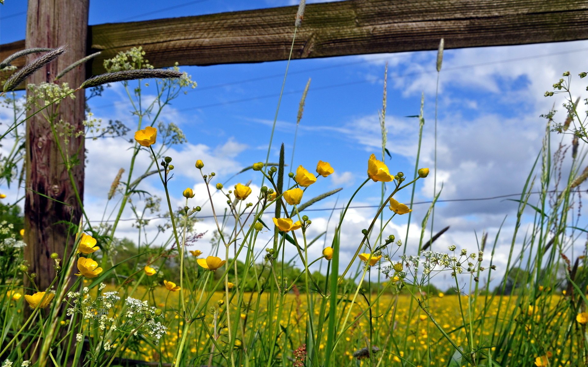 fiori natura estate recinzione