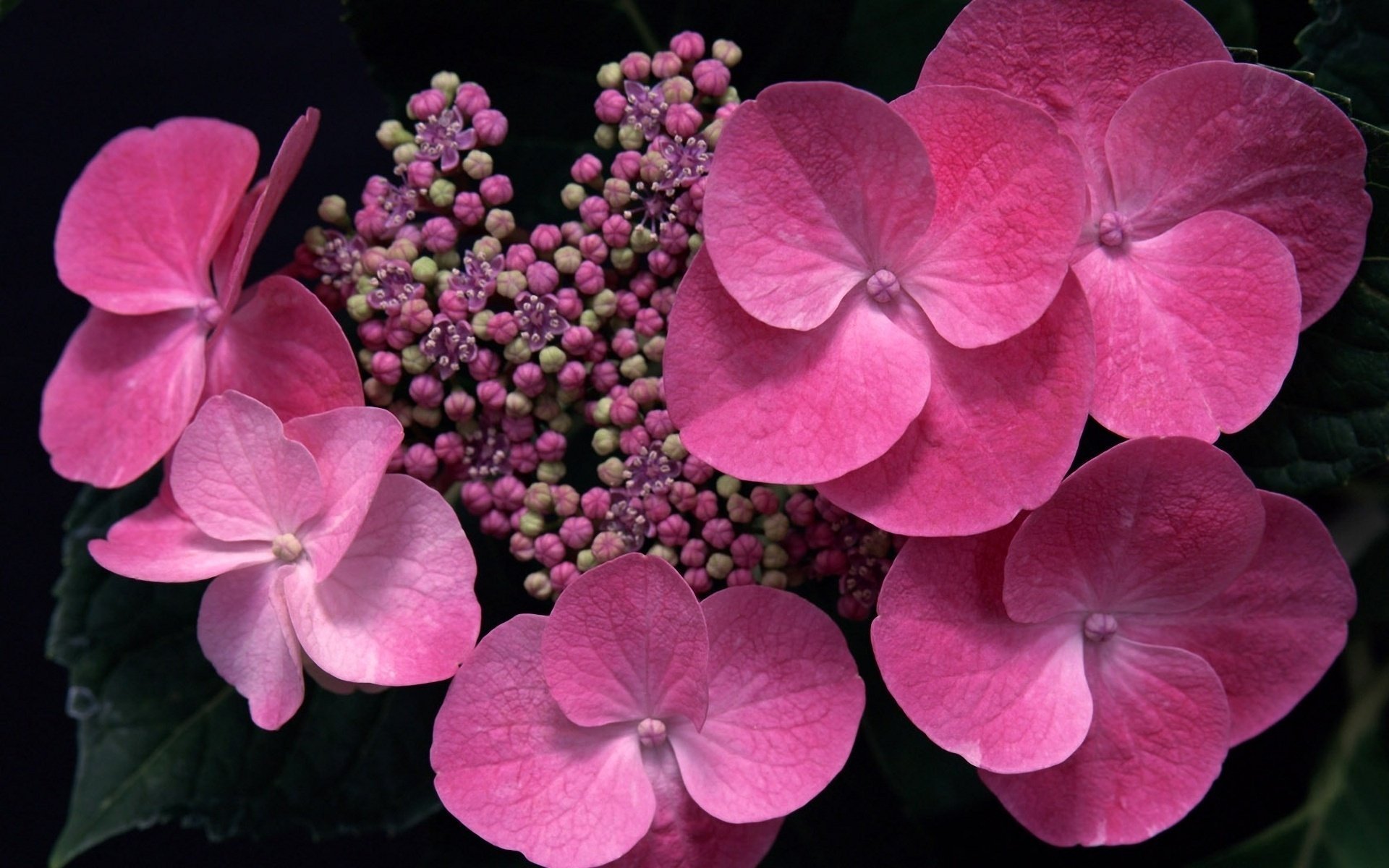 flores hortensia rosa brotes