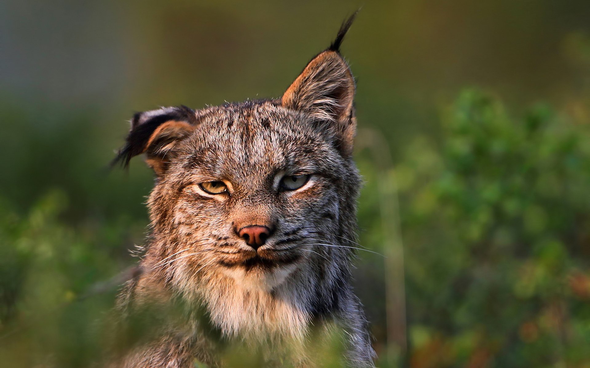 lince felis lynx predatore