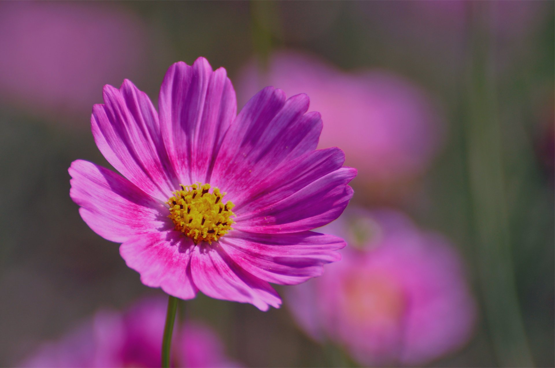 kosmea blütenblätter rosa makro unschärfe