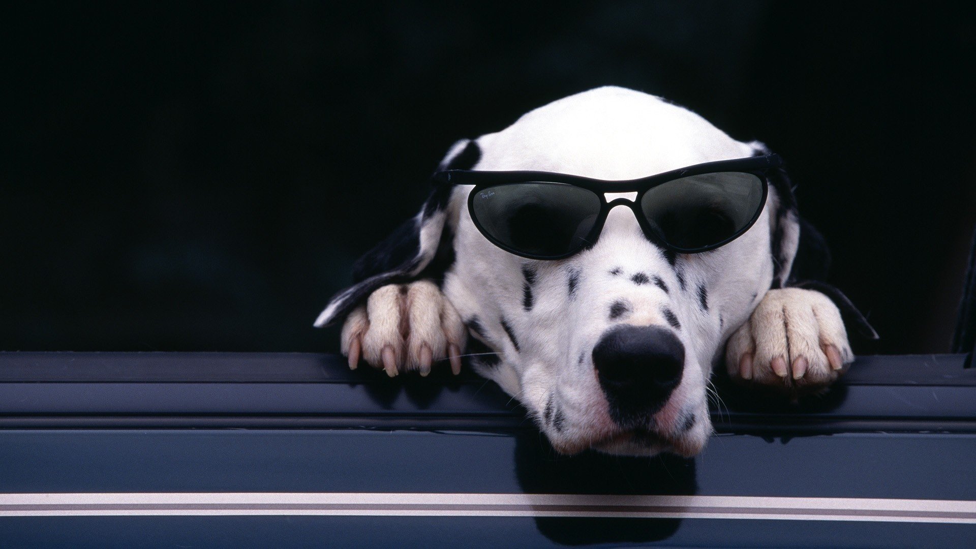 dalmatian dalmatian claws glasses muzzle paw