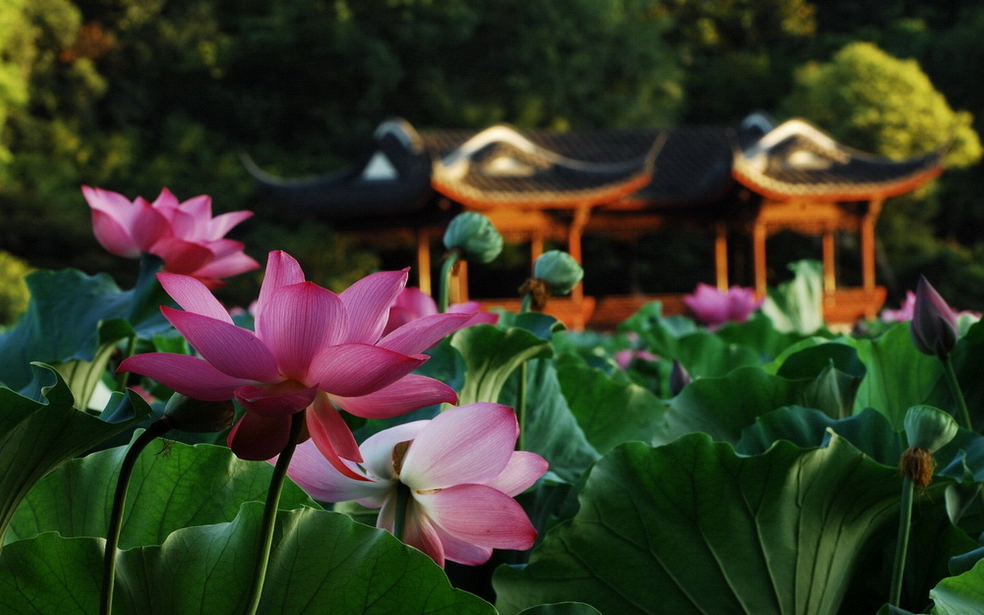 fleurs lotus étang feuilles gros plan gazebo