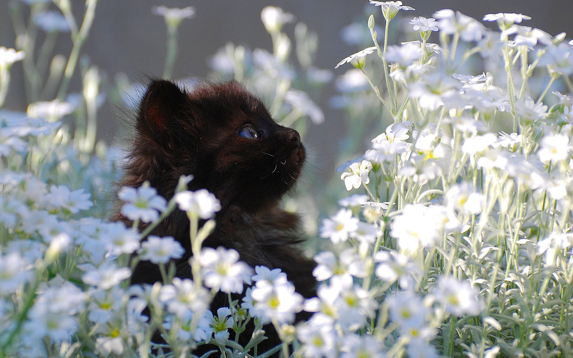 noir petit chaton pelouse