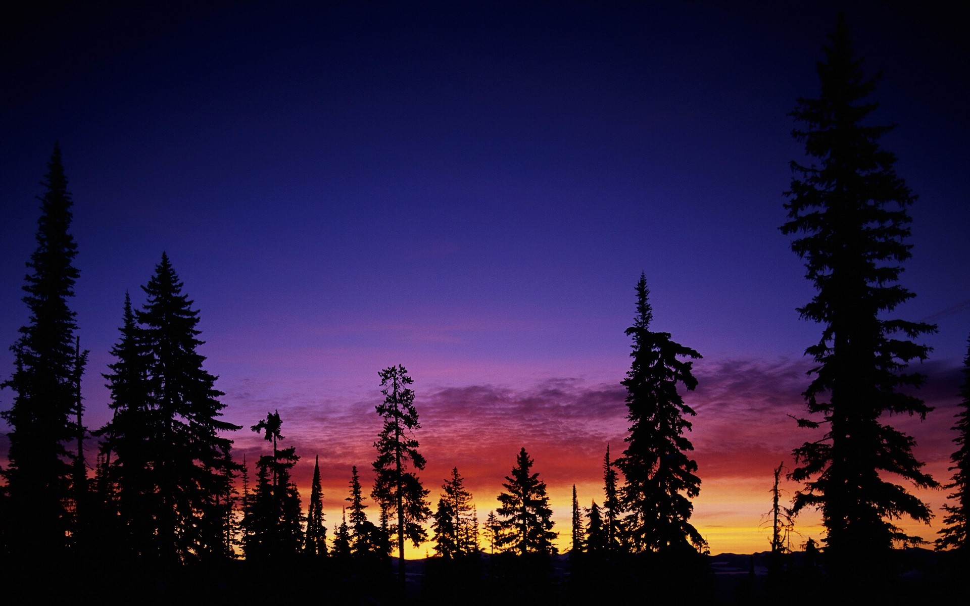 puesta de sol árboles cielo