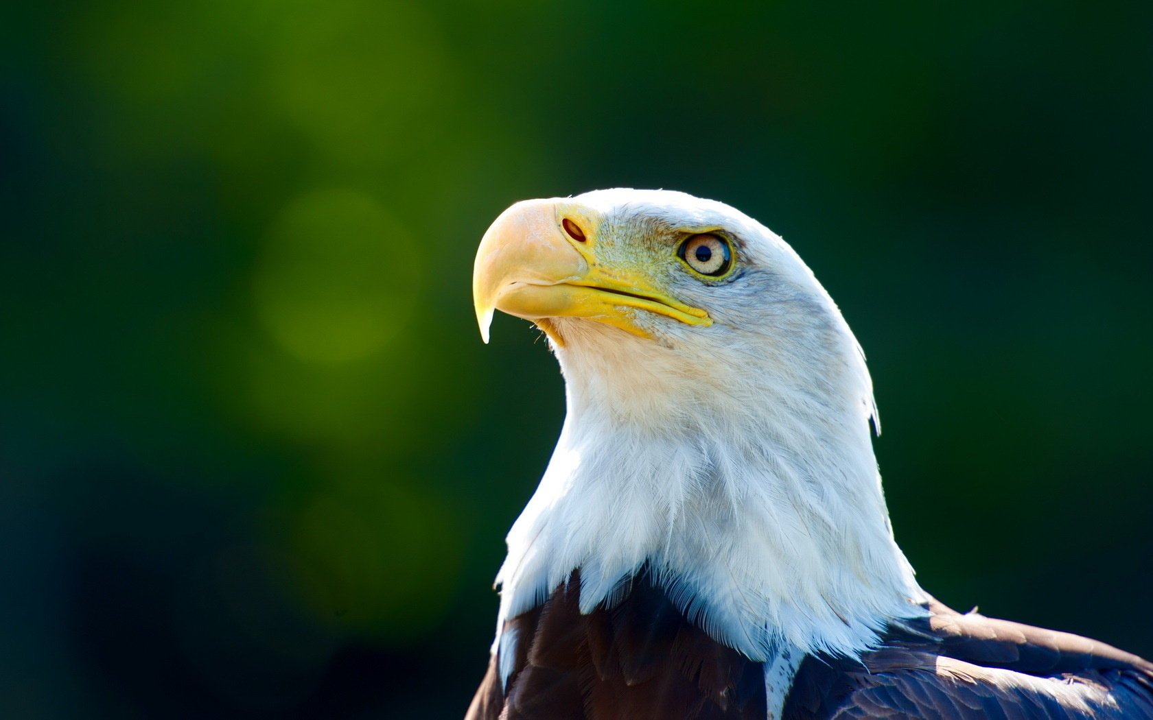 hintergrund vogel adler