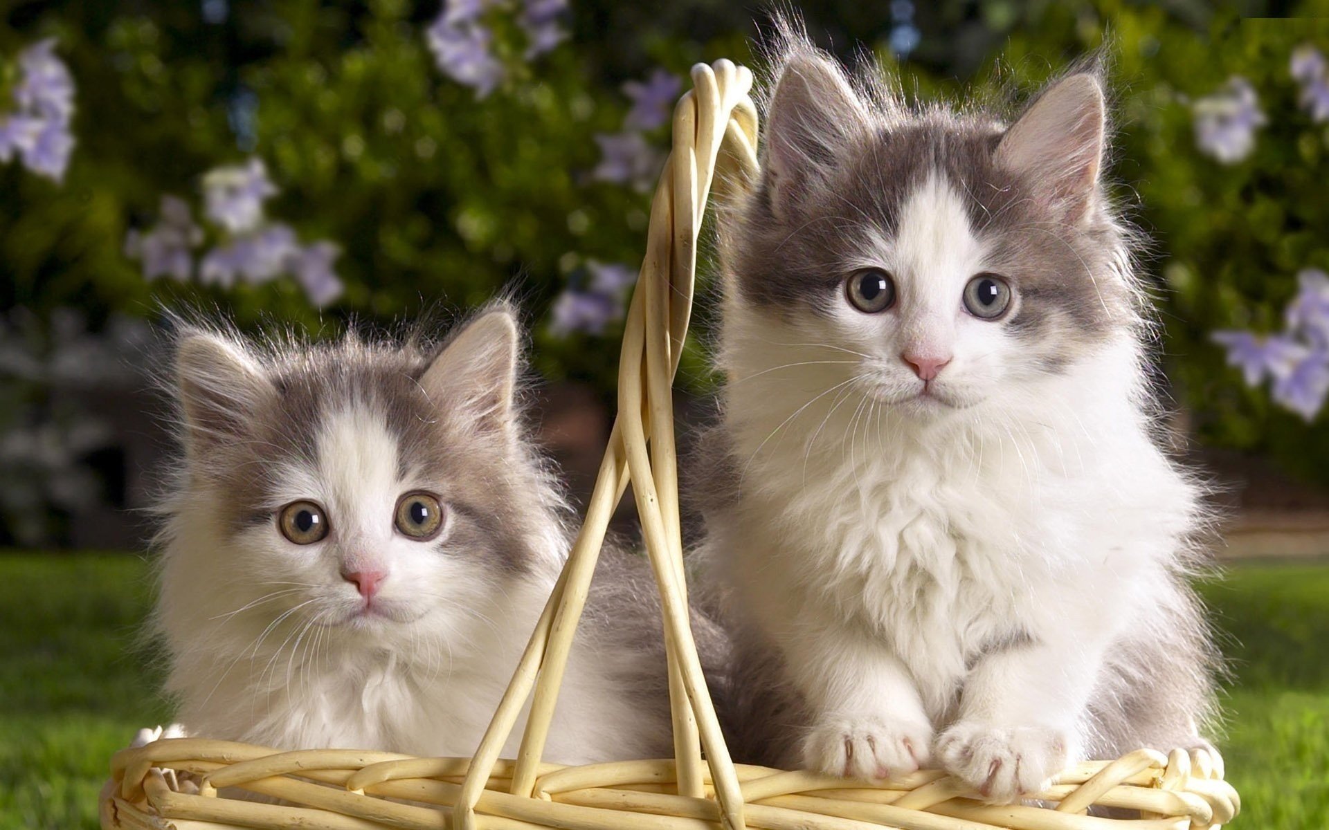 bicolor gatitos dos cesta esponjoso