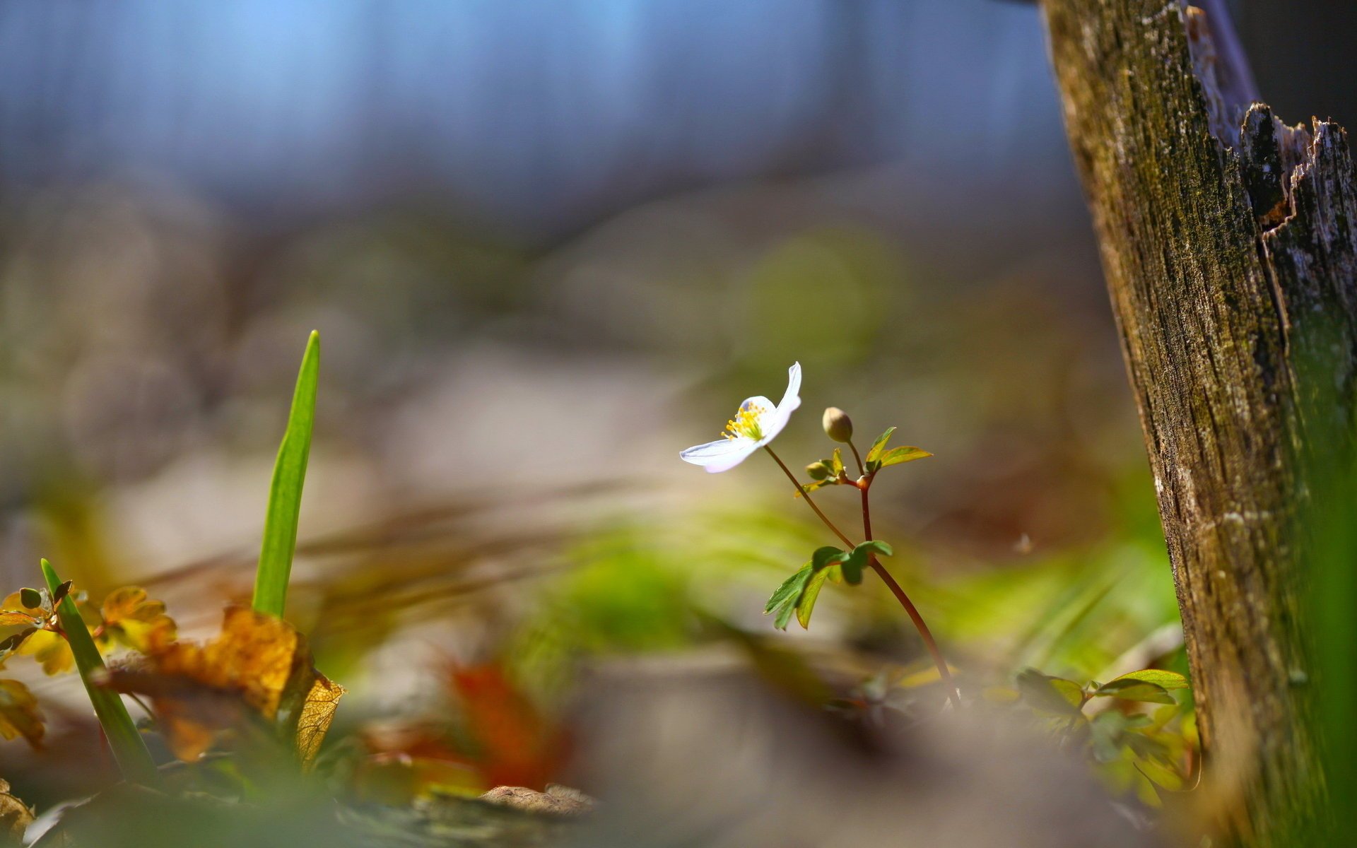 fleur été arbre nature