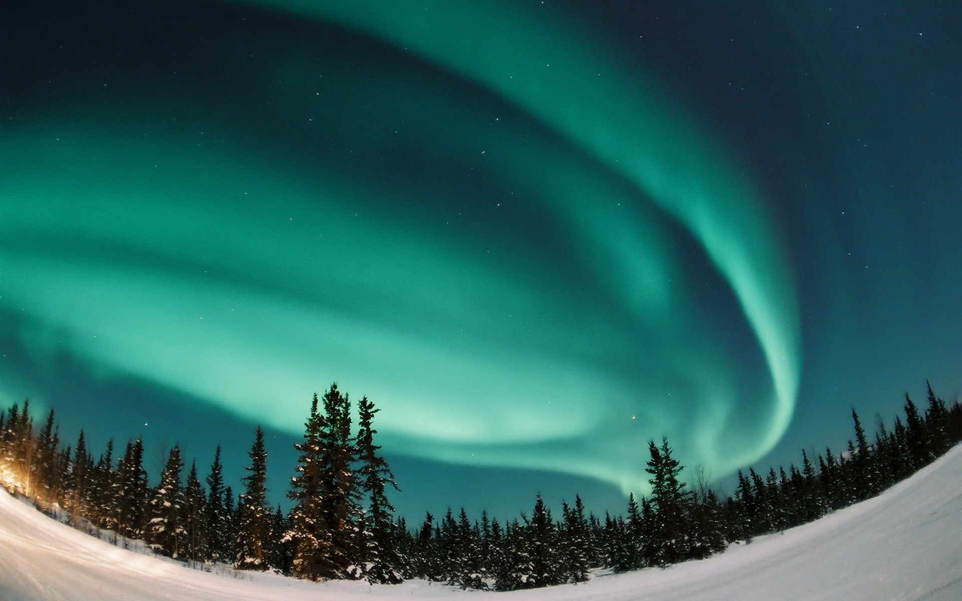 aurora nordlicht wald